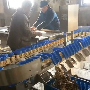 牡蠣自動(dòng)分揀機(jī)