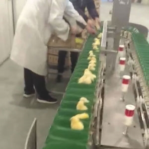 小雞自動(dòng)分揀機(jī)