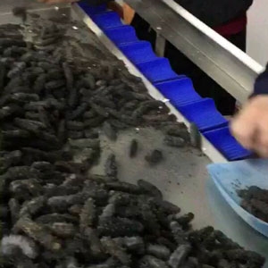 海參重量分選機(jī)